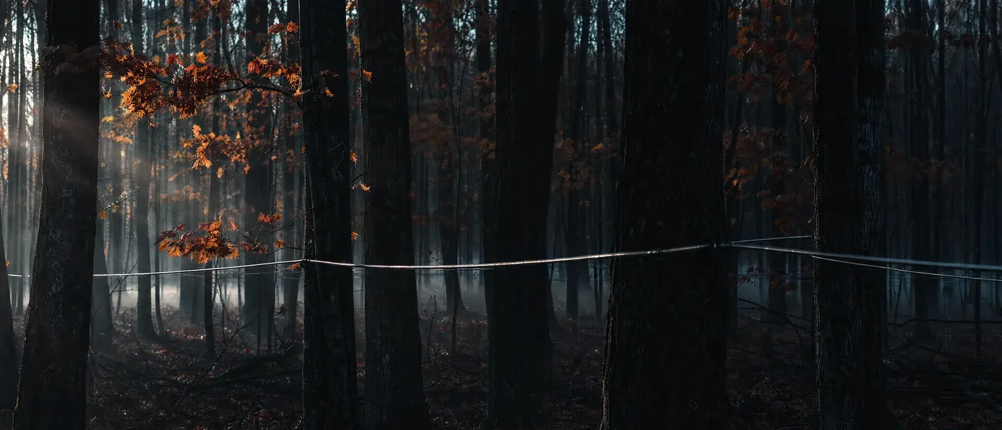 Inside a Canadian sugar bush before dawn, mist between the maple trunks